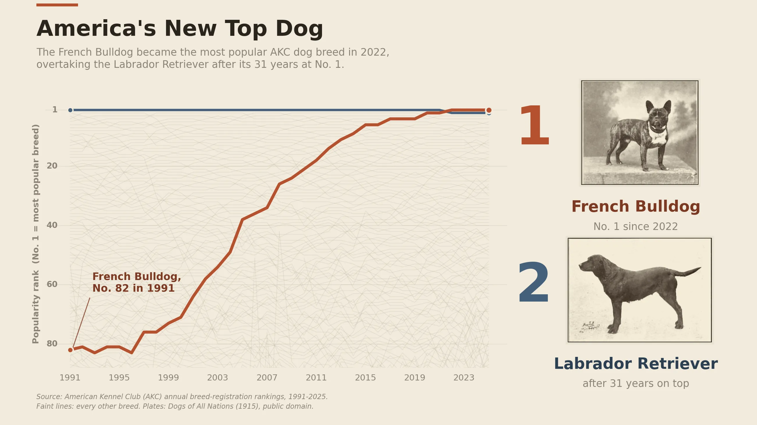 Editorial line chart on a warm parchment background titled America's New Top Dog, showing AKC dog breed popularity rank from 1991 to 2025. A terracotta line for the French Bulldog climbs from No. 82 up to No. 1, crossing a slate-blue line for the Labrador Retriever that holds the top until the early 2020s. Every other breed is a faint grey line in the background, and the right rail shows sepia portraits of the two breeds with their rank numerals.